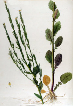 Barbarea stricta Small-flowered winter-cress